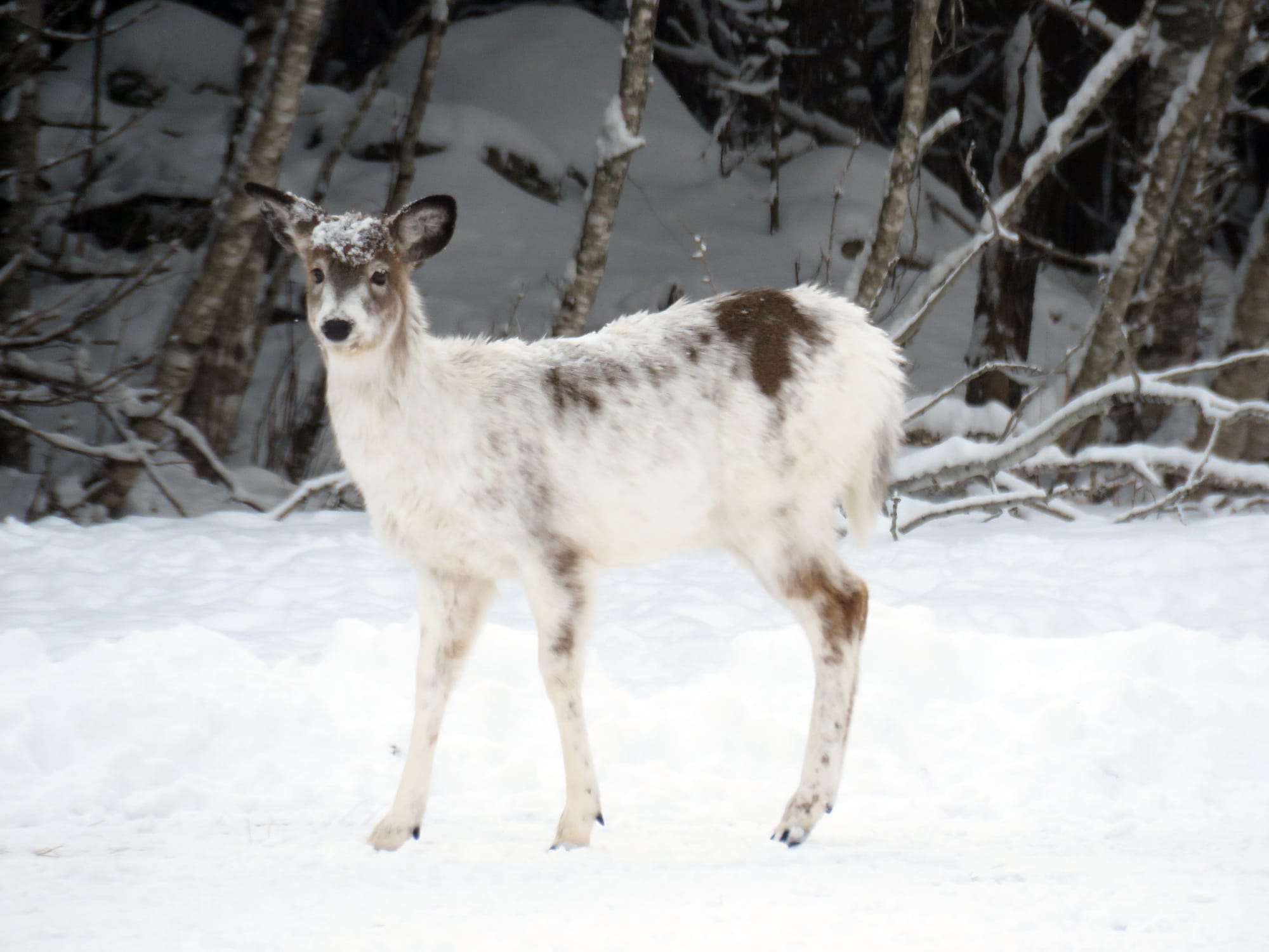 Piebald Deer in Princeton