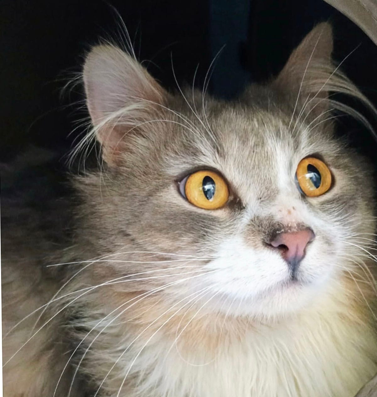 PAWS Bravehearts Pet of the Week