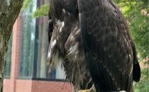 City of Calais Prepares for Upcoming Municipal Election