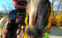 Pet First Aid Class Offered in Saint John