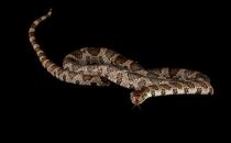 Broken Pipe Releases Farmed  Salmon Into Bay of Fundy