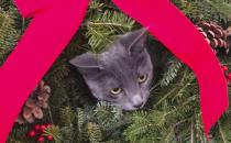 Trump Raid Tea Leaves