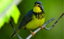 Calais Waterfront Sees Improvements