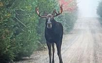 Elvis Detained at Border